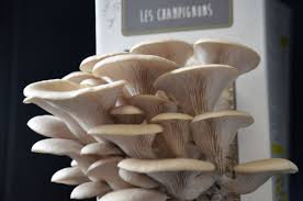 Le kit de culture de pleurote monte cristo sur marc de café recyclé mélangé à de la paille est plébiscité par de grands chefs cuisiniers pour la texture et le goût conféré par ce. Pousses Cafe J Ai Teste La Culture De Champignons A La Maison Oui Le Magazine De La Ruche Qui Dit Oui