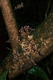 Image result for Maesobotrya