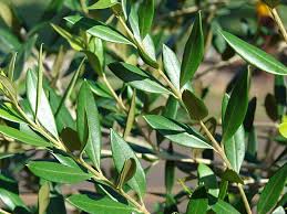 Image result for Olea