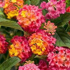 Image result for Lantana
