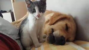 kitten does whatever it takes to awaken her friend kitten biting sleeping dogs cat sleeping