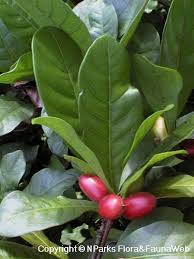 Image result for Synsepalum