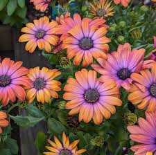 Image result for foto Osteospermum