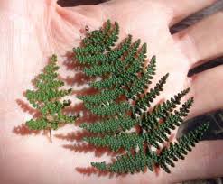 Image result for Cheilanthes involuta