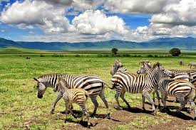 Book your 2020/21 safari in tanzania with the safari specialists tanzania odyssey. 10 Tage Tansania Sansibar Bush Beach Luxussafari Serengeti 2021