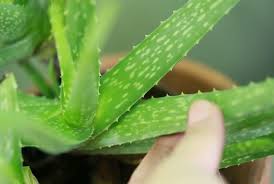 17 Manfaat Lidah Buaya Untuk Kesehatan Dan Kecantikan Bibitbunga Com