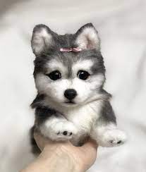 Puppy Pomsky Uki By Yuliya Zubareva Puppies Pomsky Pets