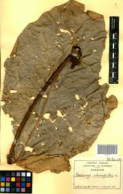 Image result for Macaranga schweinfurthii