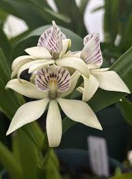 Image result for Habenaria adolphi