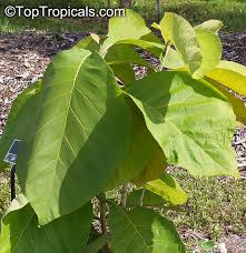 Image result for Tectona