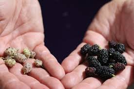 Mulberry is a good option for closed fireplaces, particularly outdoor ones, safe outdoor fire pits, and enclosed wood stoves. Growing A Mulberry Tree And How To Use Mulberry Leaves Branches And Berries Schneiderpeeps