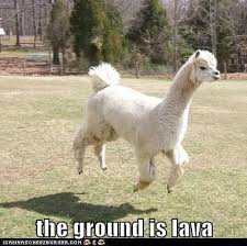 Expert Level Play Funny Llama Funny Animal Pictures Animal Captions