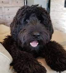 Brickhaven Labradoodles Labradoodle Puppies Washington State Labradoodle Puppies Fo Labradoodle Puppy Australian Labradoodle Puppies Black Labradoodle Puppy