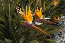 Image result for Strelitziaceae