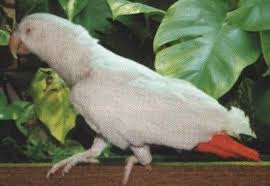 Birds You Can Have As Pets Uk African Grey Parrot I Read That A Wild Albino African Grey Was Caught And Brought Back To England In The 1800 African Grey Parrot Albino African African Grey