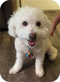 Please Don't Feel Sorry for Me • Old Dog Haven