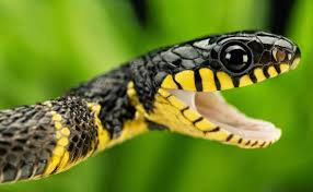 Bantu subrek guys #gambar ular 3d #gambar ular 3d dengan pensil #gambar ular cobra 3d #panji petualang king cobra terbesar. 93 Gambar Ular Hitam Kuning Terlihat Keren Gambar Pixabay