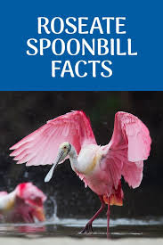 The 3 Pink Birds In Florida Roseate Spoonbill Pink Bird Bird Facts