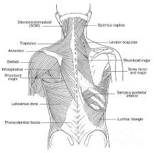 Human anatomy muscle coloring pages. Illustration Of Back Muscles By Science Source In 2021 Anatomy Coloring Book Anatomy Coloring Pages Back Muscles