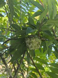Image result for Annona senegalensis