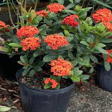 Image result for Ixora laurentii