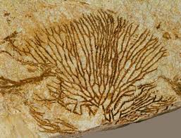 Image result for monika babi%u0161ov 