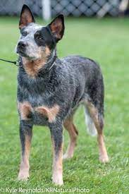 The australian cattle dog is known for its mottled coat, strong working nature, and headstrong personality. Alvin Padayhag Alvinpadayhag Profile Pinterest