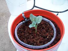 Easy To Build Hydroponic Drip System