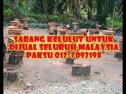 Demikian yang sobat sampaikan, tentunya sobat telah memahami wawasan baru untuk memanfaatkan apa yang. Sarang Kelulut Untuk Dijual Seluruh Malaysia Penghantaran Boleh Diuruskan Paksu 012 7092198 Youtube