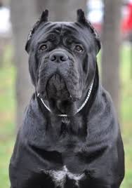Cane Corso This Is A Beautiful Dog He S Just Too Big For Me Though Maybe If I Lived On A Ranch Pitbull Kopek Hayvanlar