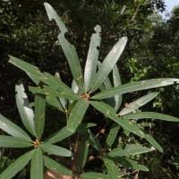 Image result for Actinodaphne