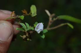 Image result for Tephrosia pentaphylla