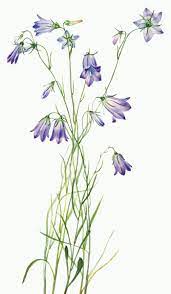 Pin On Illustration Nature