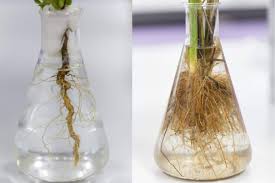 Jul 04, 2017 · taking licorice root can regulate the levels of cholesterol in the body by stimulating the flow of bile in the body. How To Natural Homemade Root Hormone Grower Today