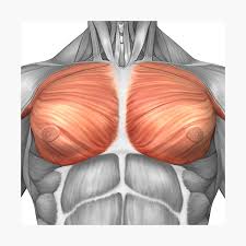 Human body anatomy man and woman. Close Up View Of Male Abdominal Muscles Photographic Print By Stocktrekimages Redbubble