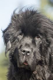 They can weigh up to 7kg or thereabouts when fully grown. 25 Biggest Giant Dog Breeds Largest Dog Breed Photos