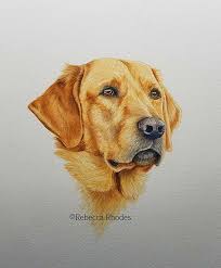 Use curved lines to sketch in details around the guide lines. How To Paint A Golden Retriever Dog In Watercolors By Rebecca Rhodes Draw Paint Academy