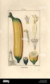 Image result for Musa paradisiaca