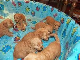Check spelling or type a new query. Mini Goldendoodles Puppies Red Mahogany For Sale In West Palm Beach Florida Classified Americanlisted Com