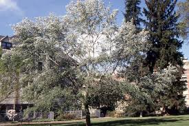 Image result for Populus ×  canescens