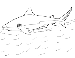 Check spelling or type a new query. Bull Shark Has Short Blunt Snout In The Water Surface Coloring Pages Fish Coloring Pages Coloring Pages For Kids And Adults