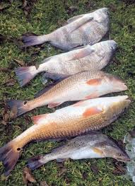 20 Fish Species Caught Surf Fishing Near Houston Hubpages