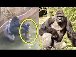 Five years, 1,825 days and (almost) 3 million minutes. Harambe The Gorilla Shot And Killed At Cincinnati Zoo Youtube