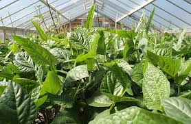 Indigenous leafy vegetables are one such traditional meals that have been consumed over the centuries in kenyan homes. Indigenous Vegetables Eaten In Kenya Nutrition Point