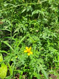Image result for Bidens bipinnata