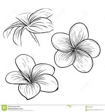 Plumeria Frangipani Tropical Flower Icon Stock Vector Image 86582702 Danielle Shea Danie Blumenzeichnung Realistische Blume Tattoo Vintage Blume Tattoo