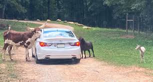 Once you arrive you'll feel like you're at a new age zoo but, give it a minute. Take A Drive On The Wild Side At Georgia S Newest Drive Thru Wildlife Safari On Lake Hartwell