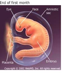 1 To 3 Months Pregnant 1st Trimester Baby Growth Development