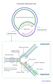 نتیجه جستجوی لغت [replication] در گوگل