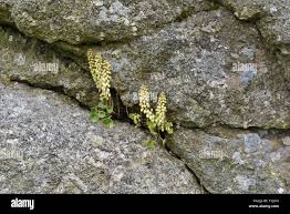 Devon flora hi-res stock photography and images